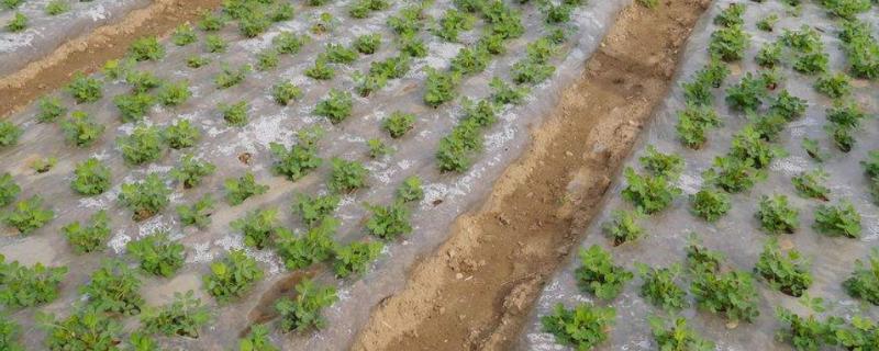 地膜覆盖栽培可以提高产量吗，可以起到提高产量的作用