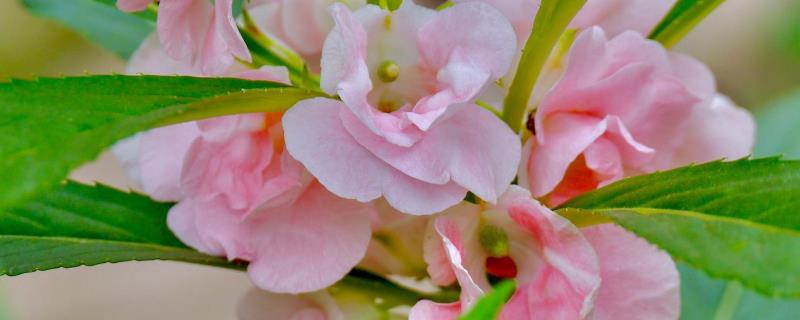 凤仙花品种有哪些，包括顶头凤仙、矮生凤仙、龙爪凤仙等种类