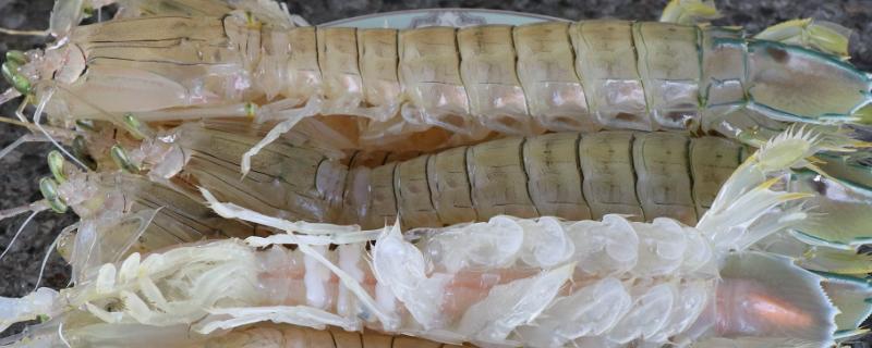 皮皮虾死亡后能否食用，死亡时间超过2小时不可食用
