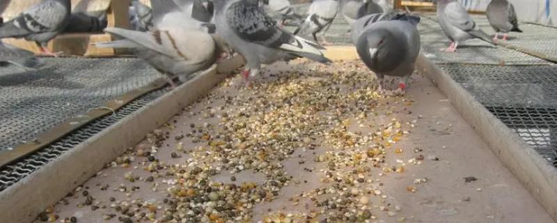 如何人工喂养小鸽子，对谷类面粉加水制成面糊、可用来饲喂幼鸽