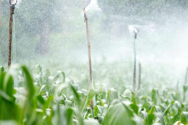 玉米地持续干旱如何处理，可对根部进行人工喷水、并辅助授粉