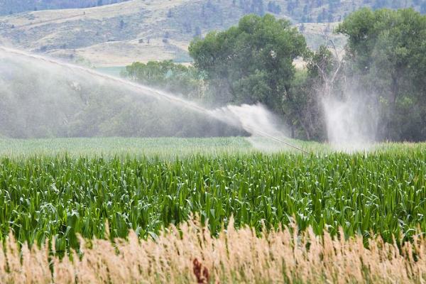 玉米地持续干旱如何处理，可对根部进行人工喷水、并辅助授粉