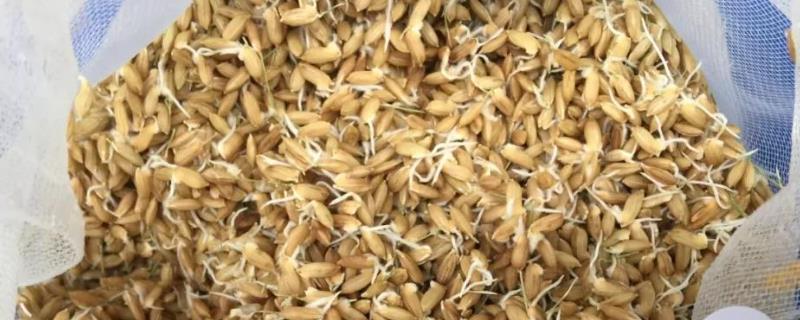抛秧稻种子怎么处理，先晾晒1-2天、再浸种催芽