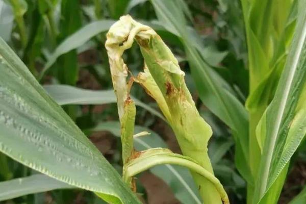 玉米顶腐病的防治方法，农药防治是关键