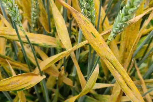 小麦黄叶病是什么原因，干旱缺墒或土壤偏酸均会导致