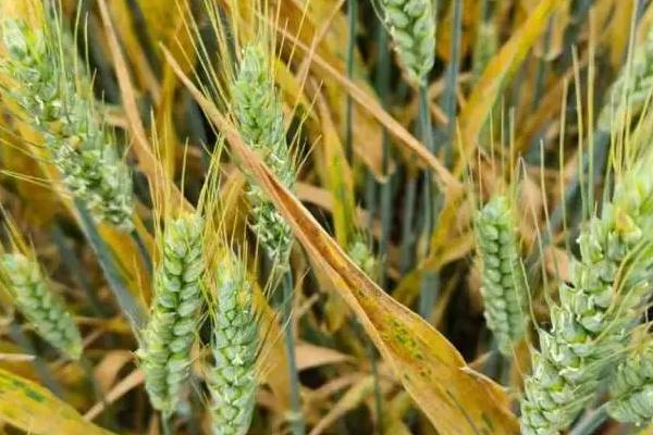 小麦黄叶病是什么原因，干旱缺墒或土壤偏酸均会导致