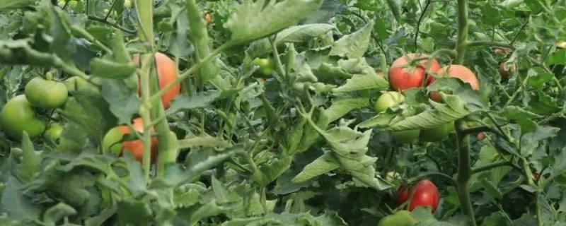 温度不适对番茄的影响，气温过高或过低均会影响到果实着色