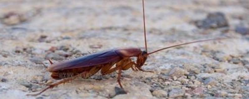 蟑螂是什么动物，是最原始的有翅昆虫之一