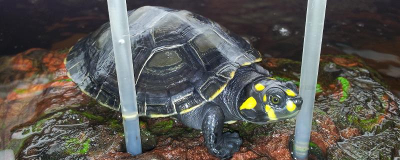 黄头侧颈龟为什么不吃食，可能是患有疾病、环境不适、水温过低等原因所导致