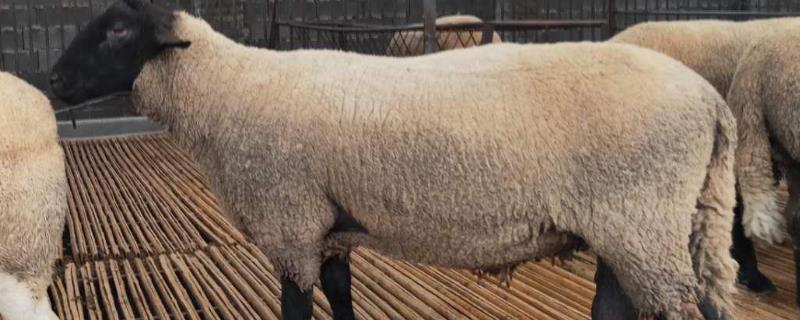 种公羊出生多久才能配种，一般需要12-18个月左右