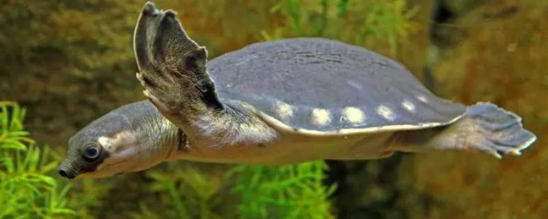 猪鼻龟为何会一直浮在水面，可能是消化不良、患有炎症等原因所导致