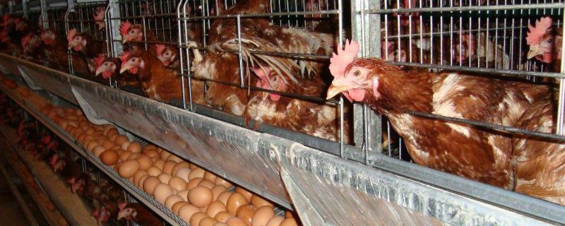 母鸡产蛋是否需要公鸡授精，无需公鸡授精也能独自产蛋