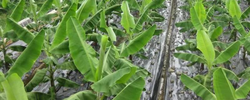 香蕉不同生长时期怎么进行水肥管理，苗期薄肥勤施、孕蕾期要让土壤保持湿润