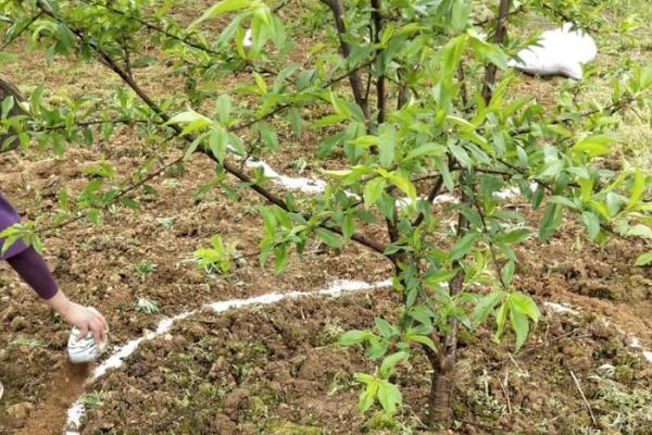 磷肥对果树有哪些作用，可促进根系生长、改善果实品质