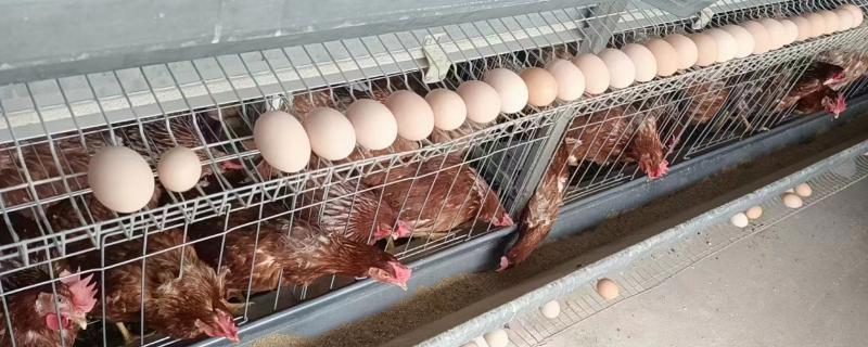 三年的母鸡还会不会产蛋，可以产蛋但数量较少