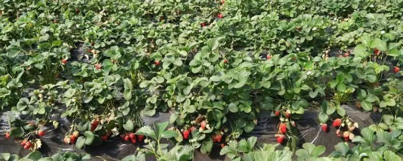 大棚草莓高产种植方法，从扣棚至显蕾期间、每隔10天左右追肥一次