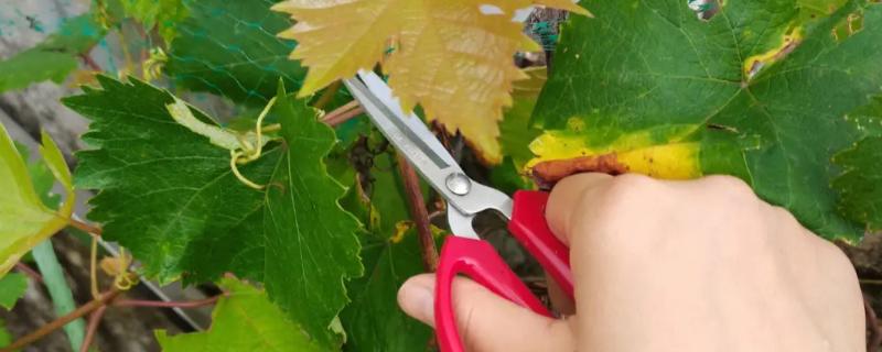夏季葡萄如何修剪，掌握这八要素