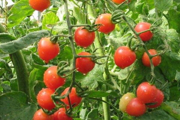 大棚番茄怎么防治早衰，可采取增施有机肥、整枝打杈等措施