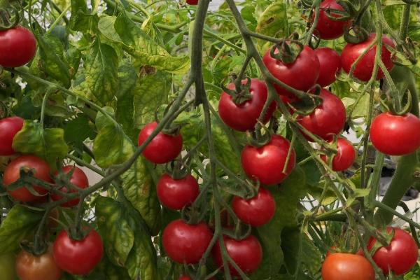 大棚番茄怎么防治早衰，可采取增施有机肥、整枝打杈等措施