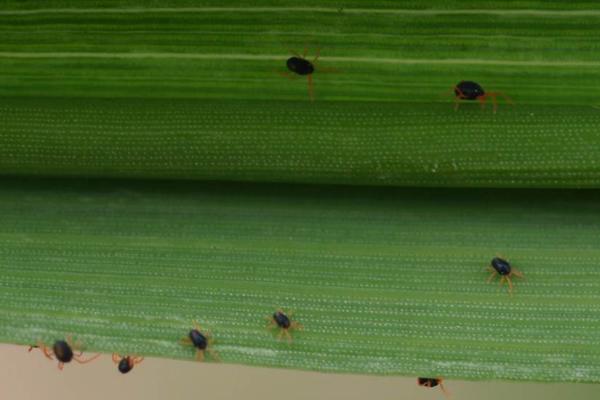 玉米红蜘蛛，一般发生在抽穗之后