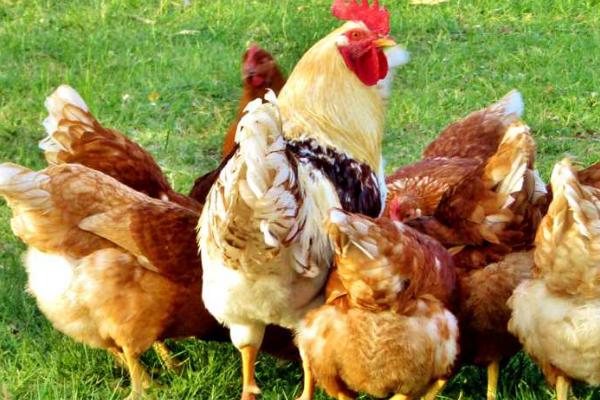 阉鸡和未阉鸡的区别，阉鸡没有繁殖能力、未阉鸡可以正常交配繁殖