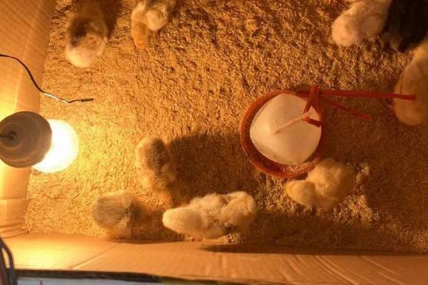 给出壳小鸡保温要用多少瓦的灯泡，使用30瓦的灯泡比较合适