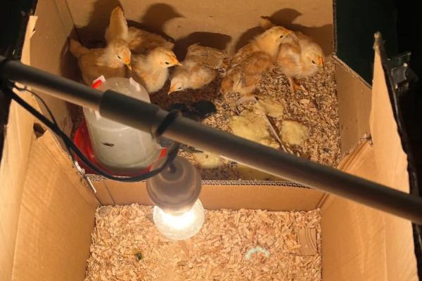 给出壳小鸡保温要用多少瓦的灯泡，使用30瓦的灯泡比较合适
