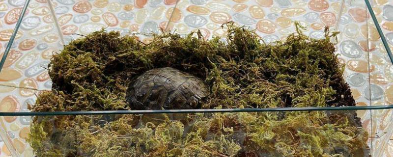乌龟冬眠时喝水吗，它们在冬眠时不活动也不喝水