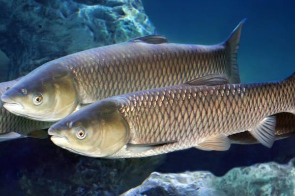 鱼会撑死吗，投喂饲料太多容易引发肠炎导致死亡