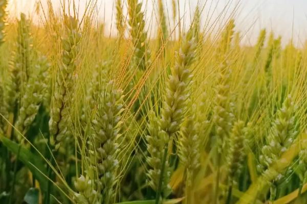 小麦冬季管理方法，需浇好越冬水、适时开展化学除草工作