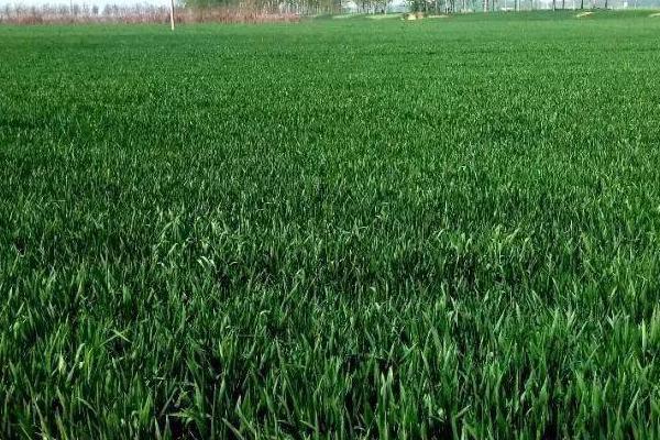 小麦冬季管理方法，需浇好越冬水、适时开展化学除草工作