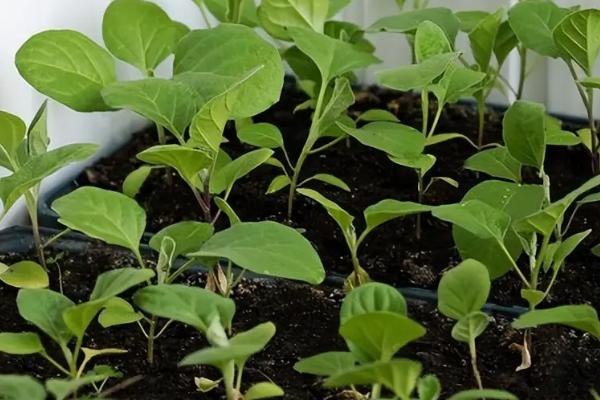 温室秋冬茬茄子育苗技术，时间为7月上中旬至8月上旬