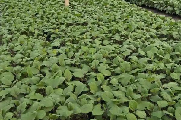 温室秋冬茬茄子育苗技术，时间为7月上中旬至8月上旬