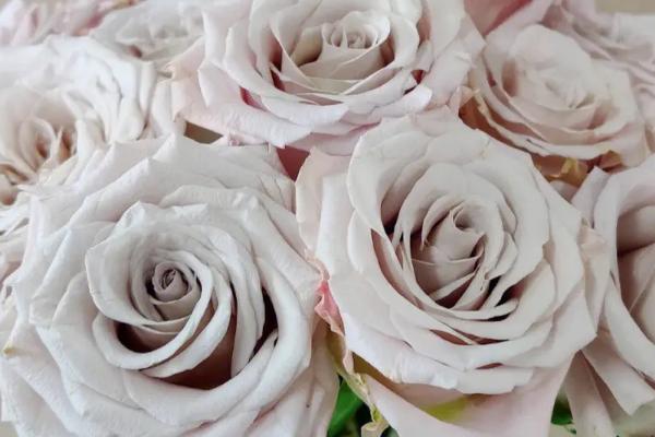 曼塔玫瑰的花语，花语是“梦开始的地方”