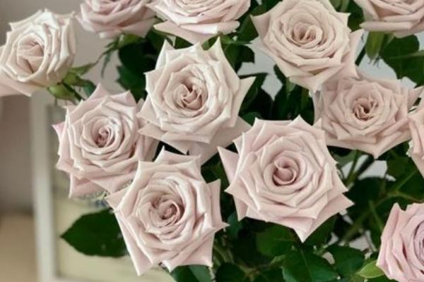 曼塔玫瑰的花语，花语是“梦开始的地方”