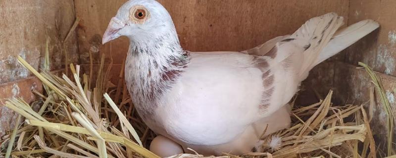 鸽子产蛋后过多久才孵化，一般为17天左右