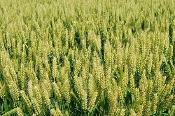 强筋小麦怎么栽培才能稳产稳收，需深耕细耙、足墒播种、合理促控