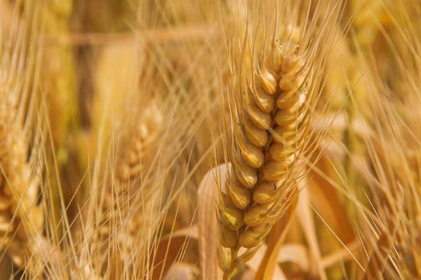 强筋小麦怎么栽培才能稳产稳收，需深耕细耙、足墒播种、合理促控