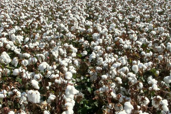 棉花价格预测，2023年可能会出现涨幅