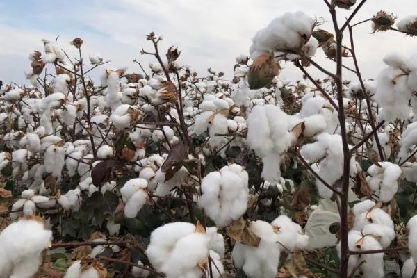 棉花价格预测，2023年可能会出现涨幅