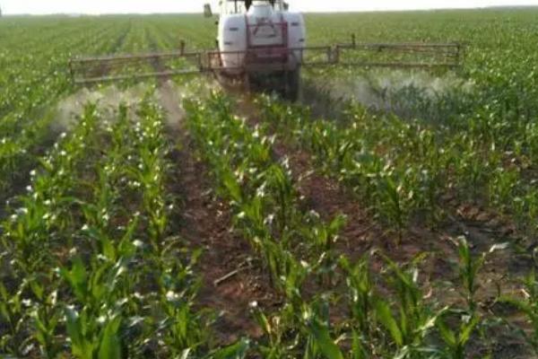 玉米配方施肥方法，可根据当前时期和亩产量决定施肥量