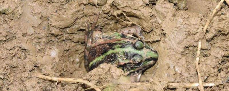 青蛙会不会挖洞，冬眠前会挖洞