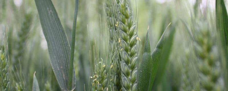 小麦冬灌方法，必须考虑这三大因素