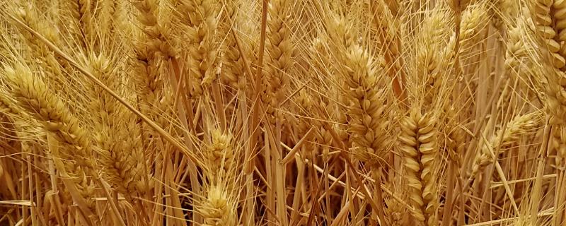 小麦何时传入中国，在距今4000年前传入我国