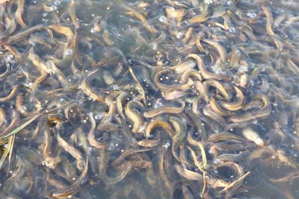 养殖泥鳅的条件，需准备足够大的养殖池和充足的饲料