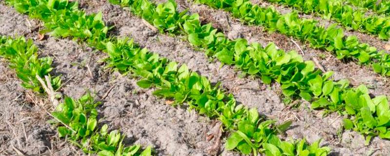 怎么种植菠菜，撒播种子并覆盖土壤即可