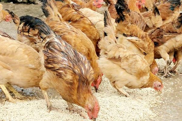鸡吃什么长得又快又肥，常用这四种饲料