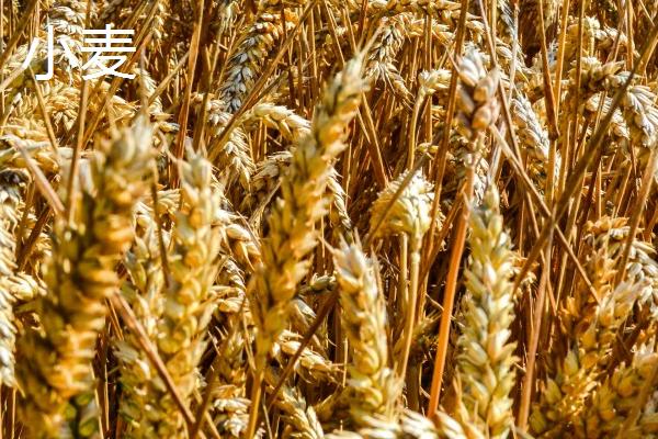 小麦和大麦的区别，籽粒、茎秆和花朵均不同
