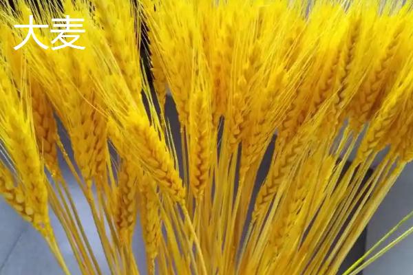 小麦和大麦的区别，籽粒、茎秆和花朵均不同