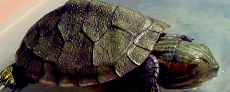 家养巴西龟如何度过冬眠期，冬眠前要提供脂肪含量高的食物